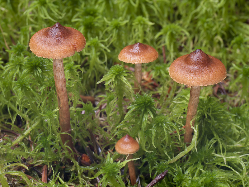 Cortinarius croceoconus